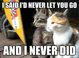 Restraining Cat