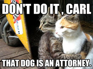 Restraining Cat