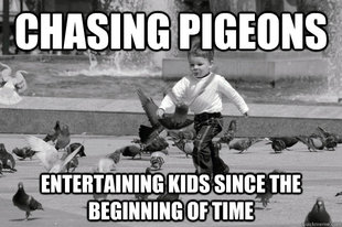 Pigeon Chasing