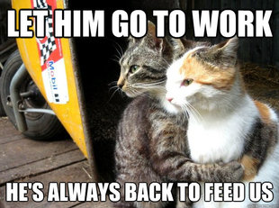 Restraining Cat