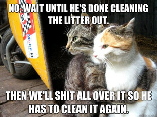 Restraining Cat