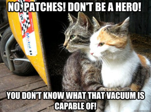 Restraining Cat