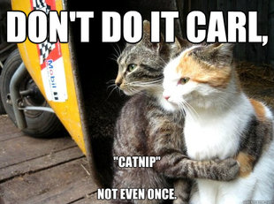 Restraining Cat
