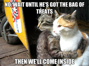 Restraining Cat