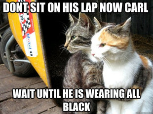 Restraining Cat
