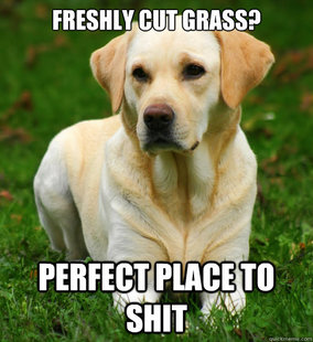 Dog Logic