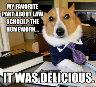 Lawyer Dog