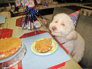 10 Dog