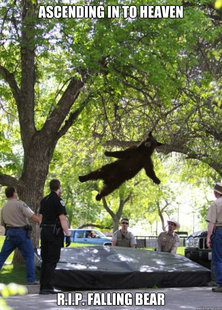 Falling Bear