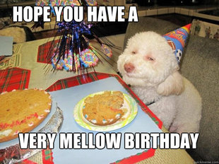 Birthday Dog