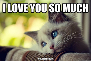 First World Problems Cat