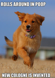 Ridiculously Photogenic Puppy