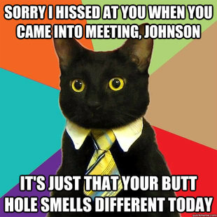 business cat