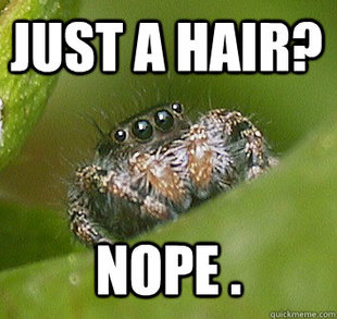 Misunderstood Spider