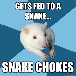 Psychology Major Rat