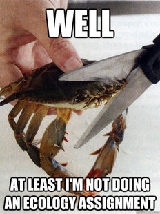 Optimistic Crab
