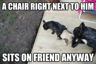 Scumbag Dog