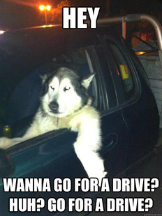 Mean Dog