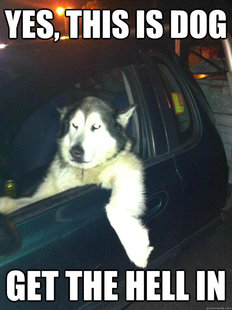 Mean Dog