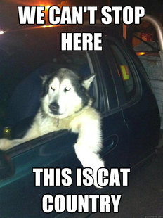Mean Dog