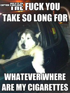Mean Dog