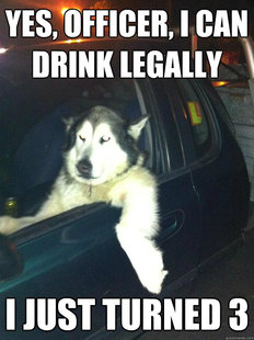 Mean Dog