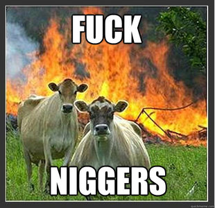 Evil cows