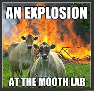 Evil cows