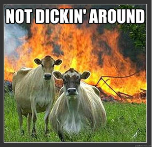 Evil cows