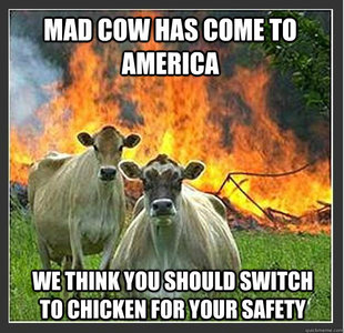 Evil cows