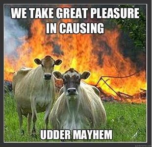 Evil cows