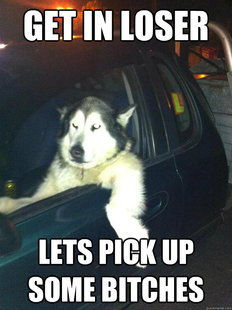 Mean Dog
