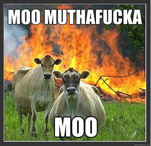 Evil cows