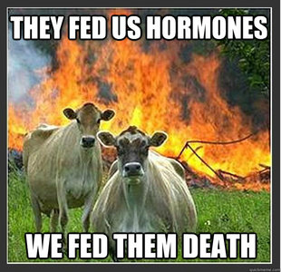 Evil cows