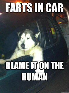 Mean Dog
