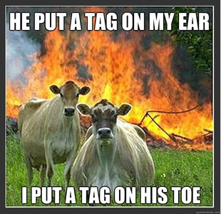 Evil cows