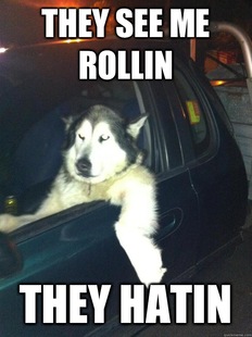Mean Dog