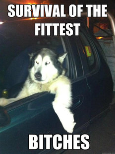 Mean Dog