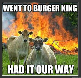 Evil cows