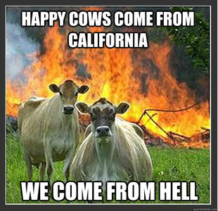 Evil cows