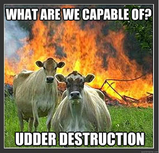 Evil cows