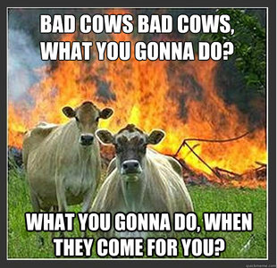 Evil cows