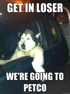 Mean Dog