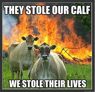 Evil cows