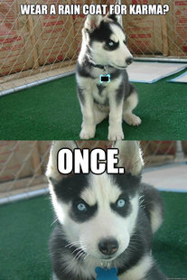 Insanity puppy