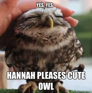 cute owl