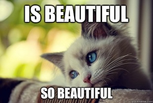 First World Cat Problems