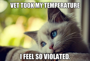 First World Cat Problems