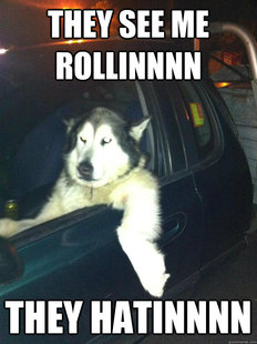 Mean Dog