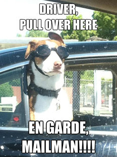 Excellent Dog